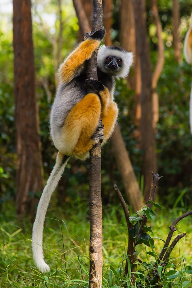 Madagascar-Andasibe-Vakona Lodge-Lemur Island Diademed sifaka in a tree art print by Inger Hogstrom for $57.95 CAD